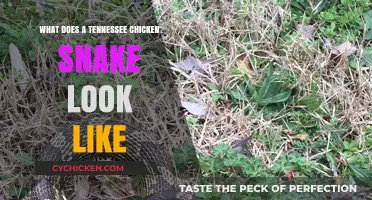 Exploring the Appearance of Tennessee Chicken Snakes