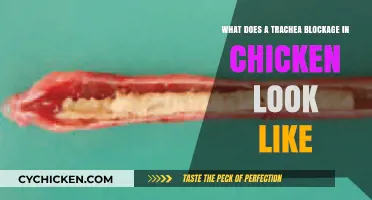 Recognizing Trachea Blockage in Chickens: Symptoms and Signs