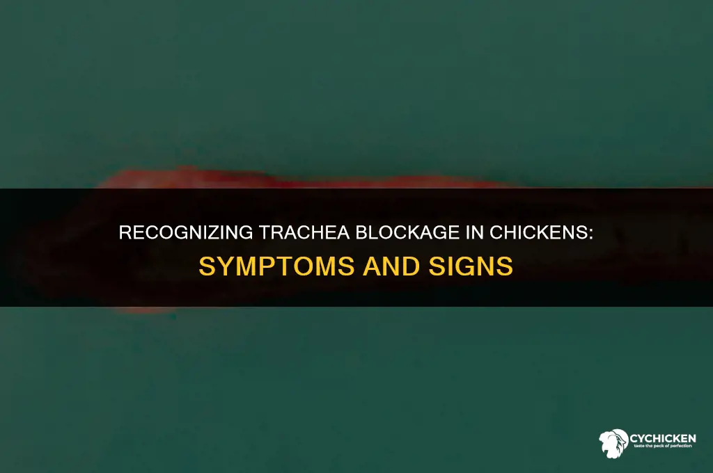 what does a trachea blockage in chicken look like