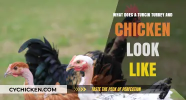 Exploring the Unique Features of Turcin Turkeys and Chickens
