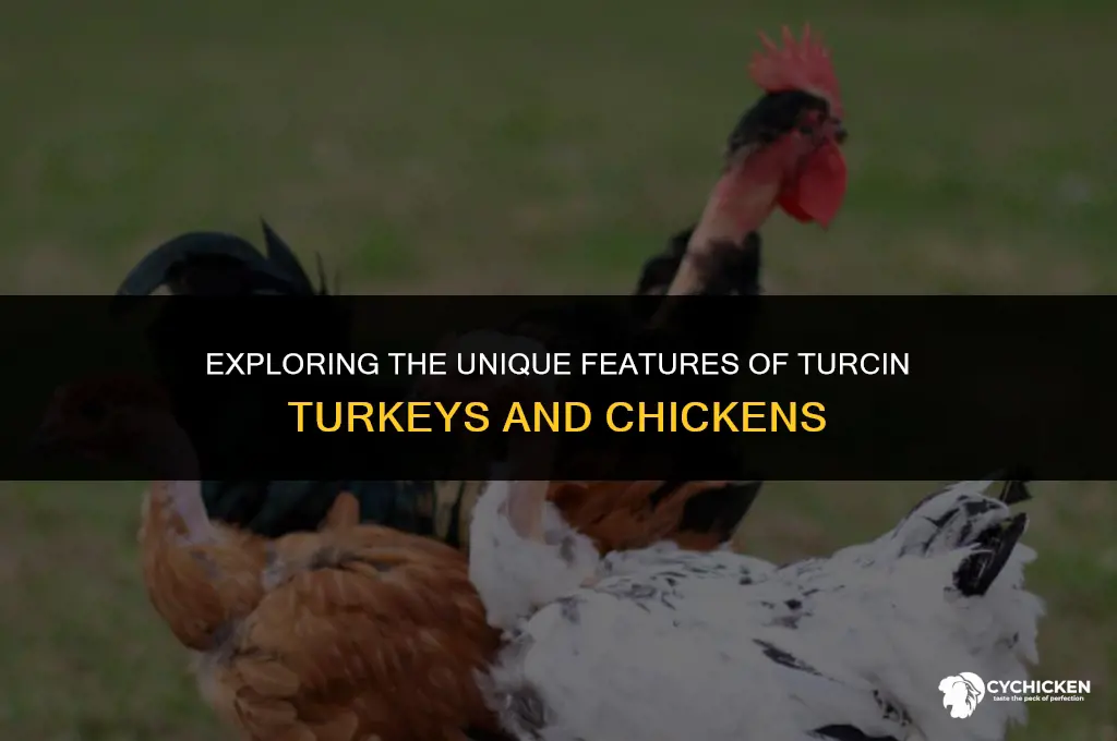 what does a turcin turkey and chicken look like