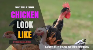 Discover the Unique Appearance of Turken Chickens: A Visual Guide