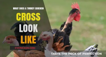 Exploring the Unique Appearance of Turkey-Chicken Hybrids
