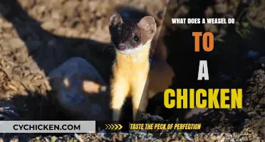 Weasels and Chickens: Understanding Their Predatory Behavior and Impact