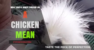 White Earlobes: Healthy Chickens, Healthy Eggs