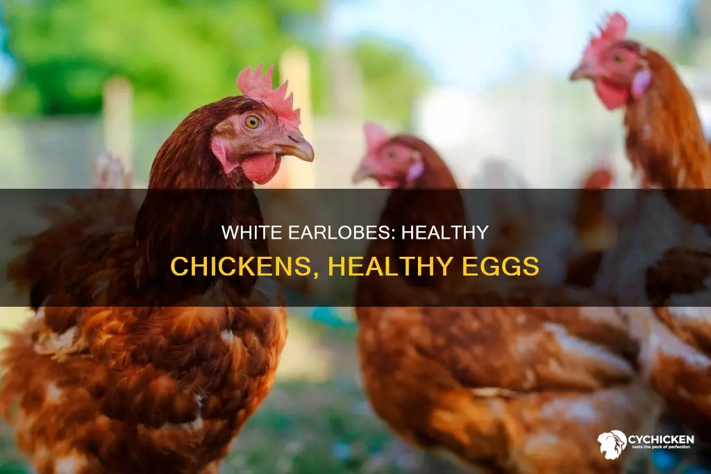 what does a white earlobe on a chicken mean