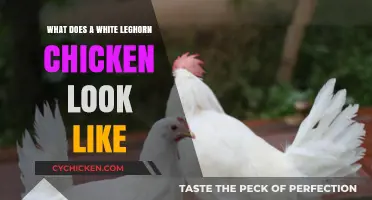 Feathered Elegance: The Distinctive Look of White Leghorn Chickens