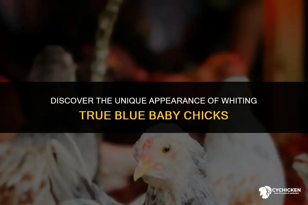 what does a whiting true blue baby chick look like