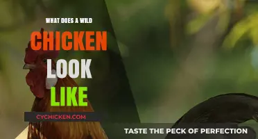 Exploring the Elusive: What Does a Wild Chicken Look Like?