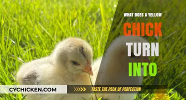 From Fluffy Yellow Chick to Majestic Adult: A Transformation Journey