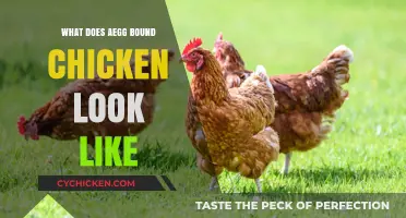 Exploring the Appearance of Cage-Free Chicken: A Visual Guide