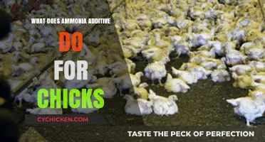 Ammonia Additive Benefits: Enhancing Chick Health and Growth Naturally
