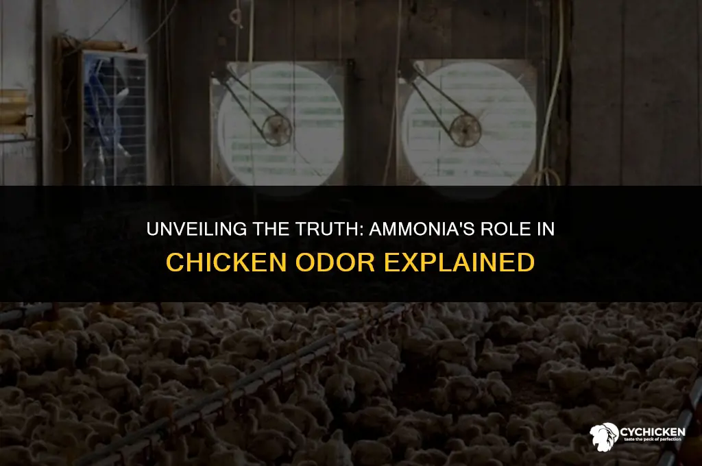 what does ammonia smell like in chicken