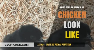 Exploring the Unique Features of Asian Blue Chickens