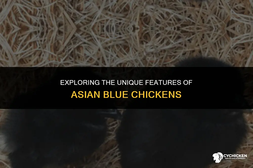 what does an asian blue chicken look like