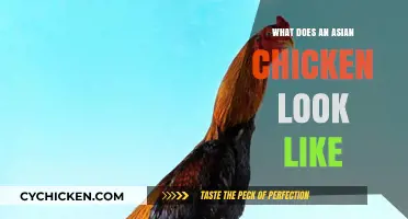 Exploring the Unique Features of Asian Chicken Breeds