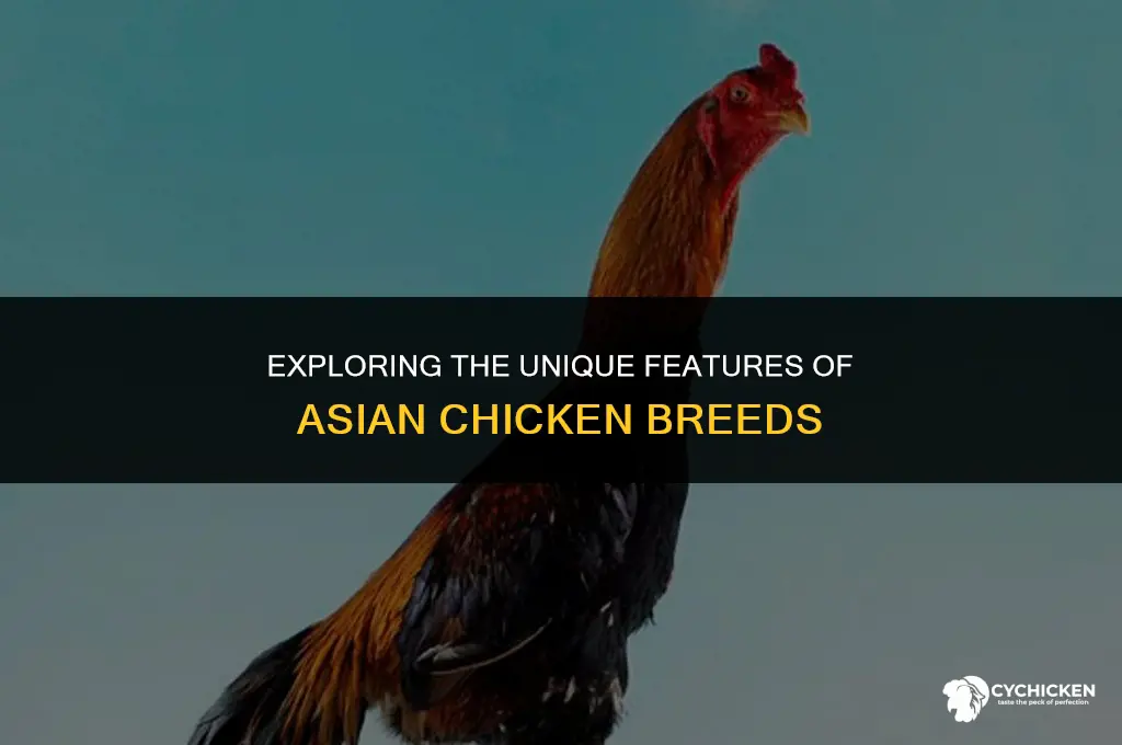 what does an asian chicken look like