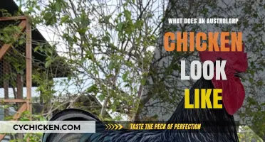 Feathered Elegance: The Unique Appearance of Australorp Chickens
