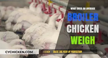 Average Broiler Chicken Weight: Understanding the Standard Size