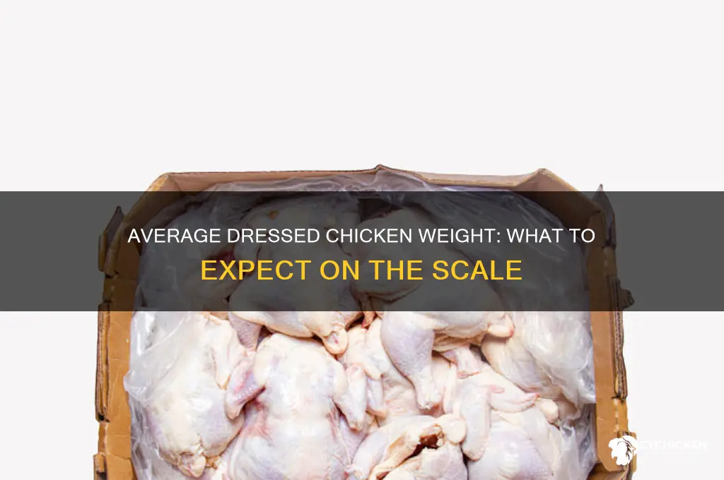 what does an average dressed chicken weigh