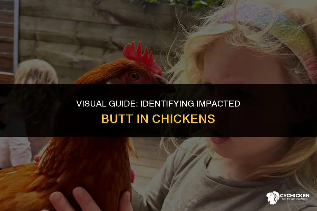 what does an impacted butt chicken look like
