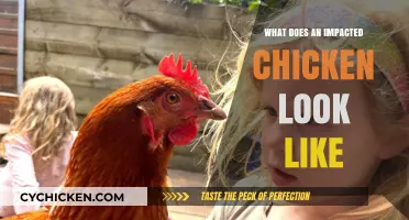 Visual Guide: Recognizing Impacted Chickens in Your Flock
