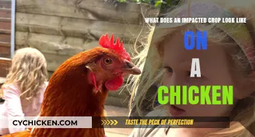 Visual Guide: Identifying Impacted Crops on Chickens