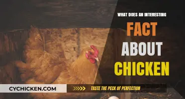 Cluck-Worthy Trivia: Surprising Secrets About Chickens You Never Knew