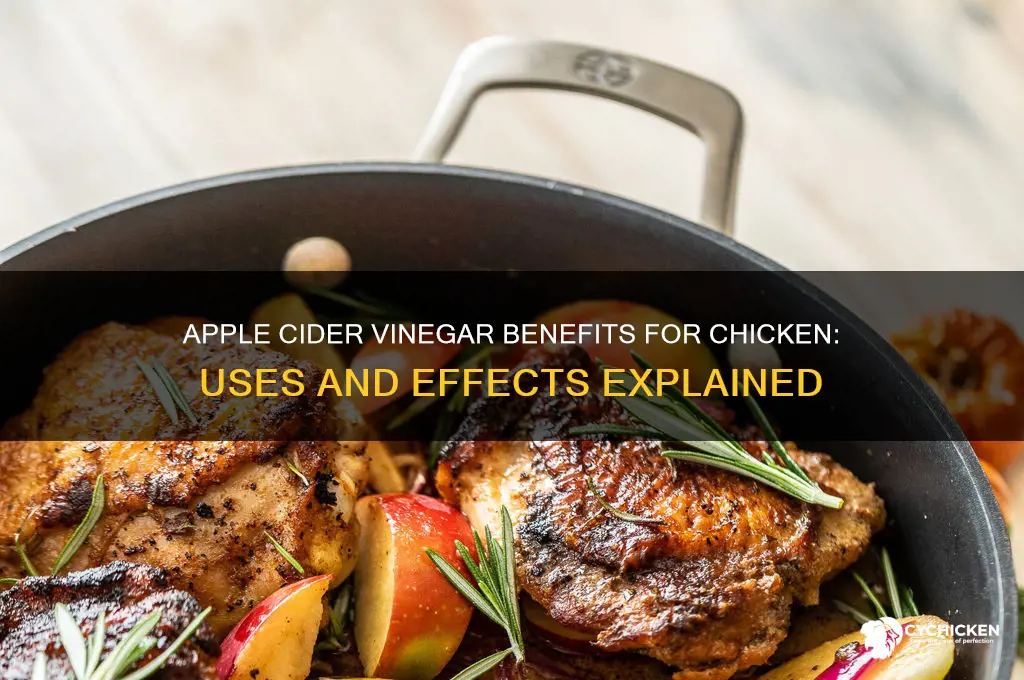 what does apple cider vinegar do for chicken