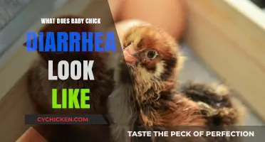 Understanding Baby Chick Diarrhea: A Visual Guide for Concerned Parents