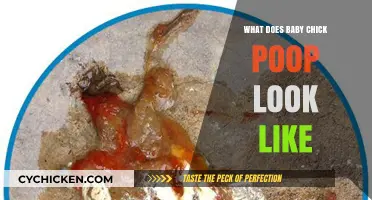 Exploring the Appearance of Baby Chick Poop: A Visual Guide