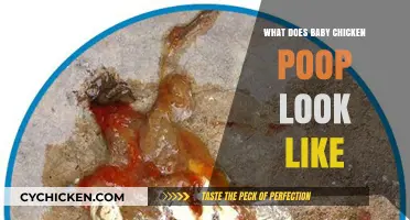 Exploring the Appearance of Baby Chicken Poop: A Visual Guide