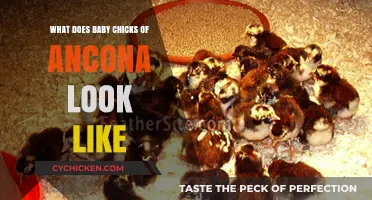 Exploring the Adorable Appearance of Ancona Baby Chicks