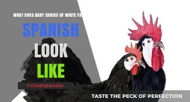 Adorable White-Faced Spanish Baby Chicks: A Visual Guide