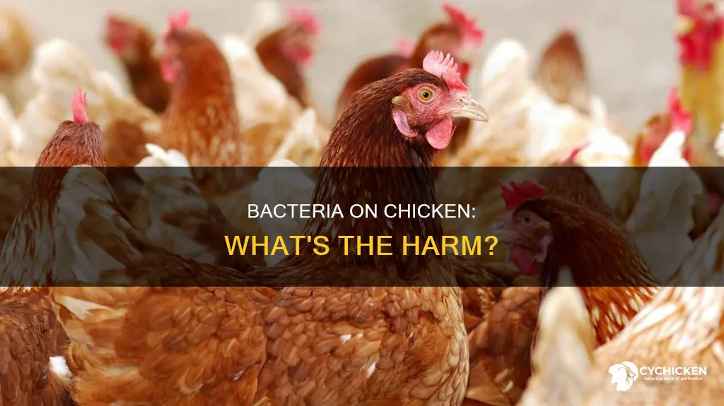 what does bacteria on chicken do to your body