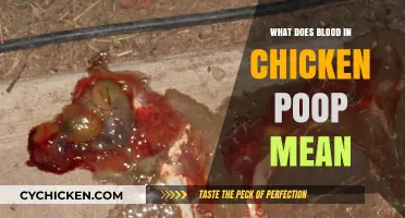 Blood in Chicken Poop: Causes, Concerns, and Treatment Options