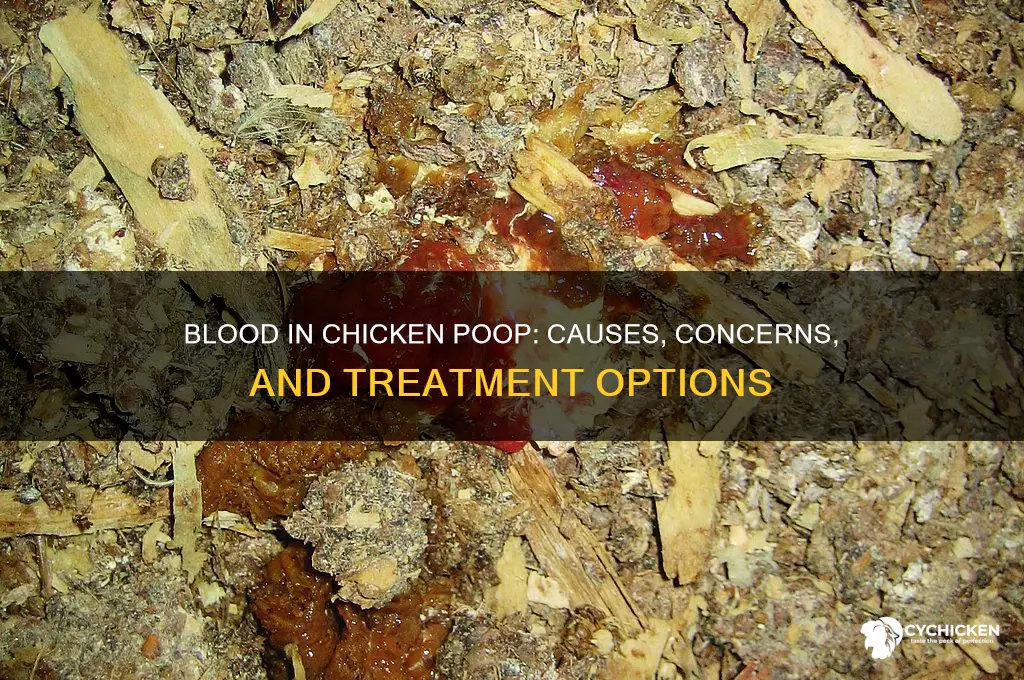 what does blood in chicken poop mean