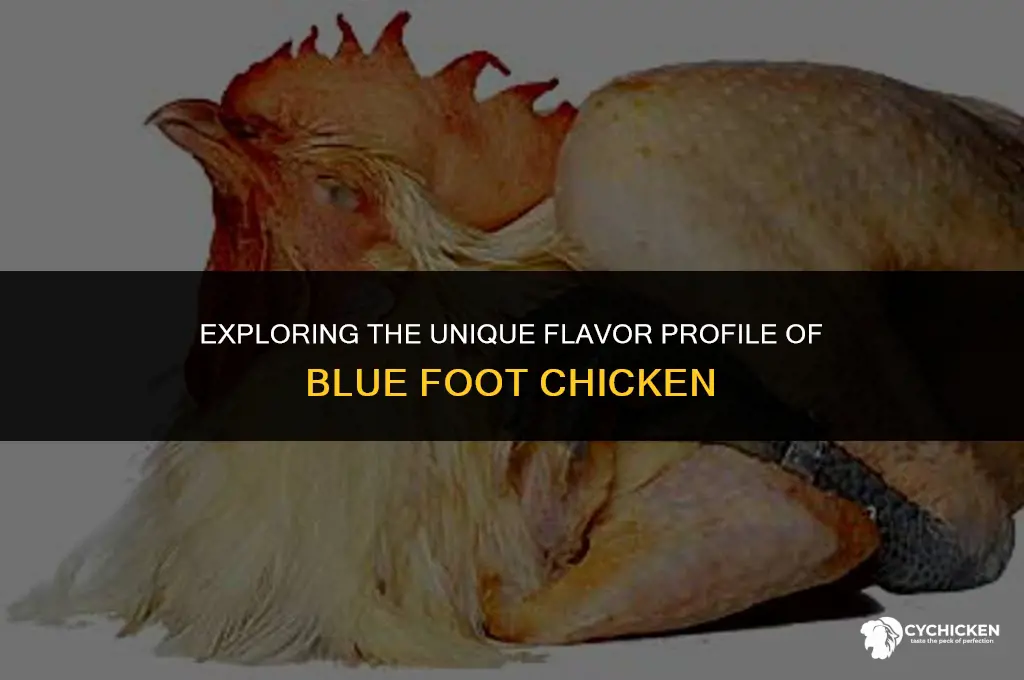 what does blue foot chicken taste like