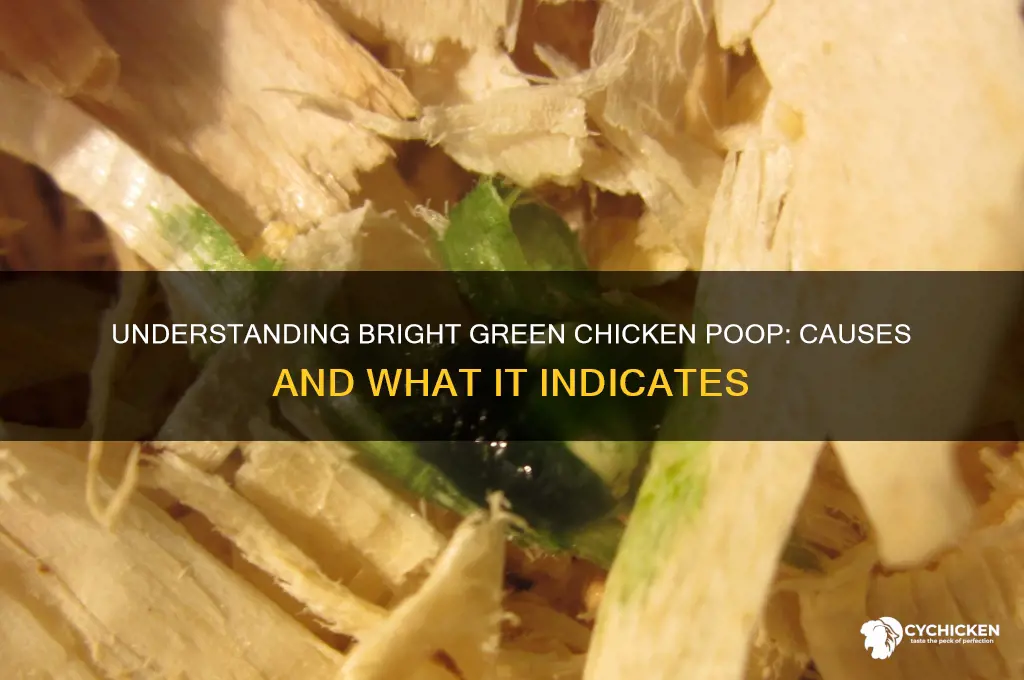 what does bright green chicken poop mean