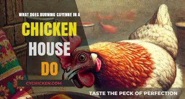 Why Burn Cayenne in Chicken Coops?