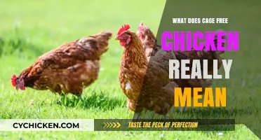 Understanding Cage-Free Chicken: What It Really Means for Poultry Welfare