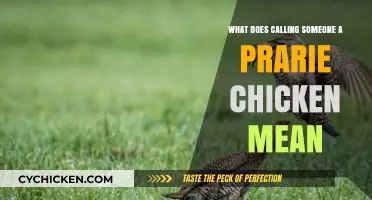What Does Calling Someone a Prairie Chicken Really Mean?