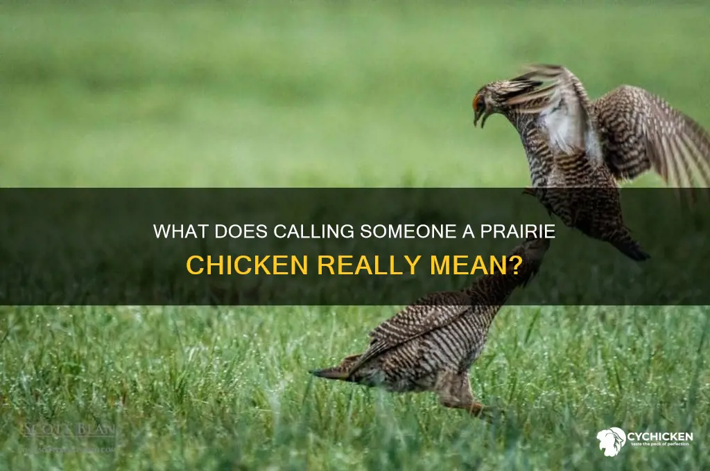 what does calling someone a prarie chicken mean