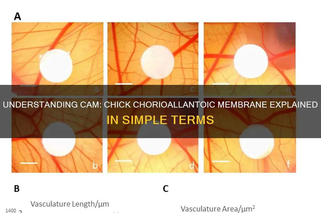 what does cam stand for chick chorioallantoic