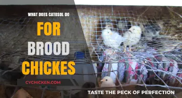 Catosol's Role in Enhancing Brood Chick Health and Growth