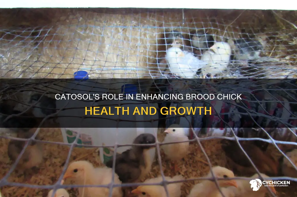 what does catosol do for brood chickes