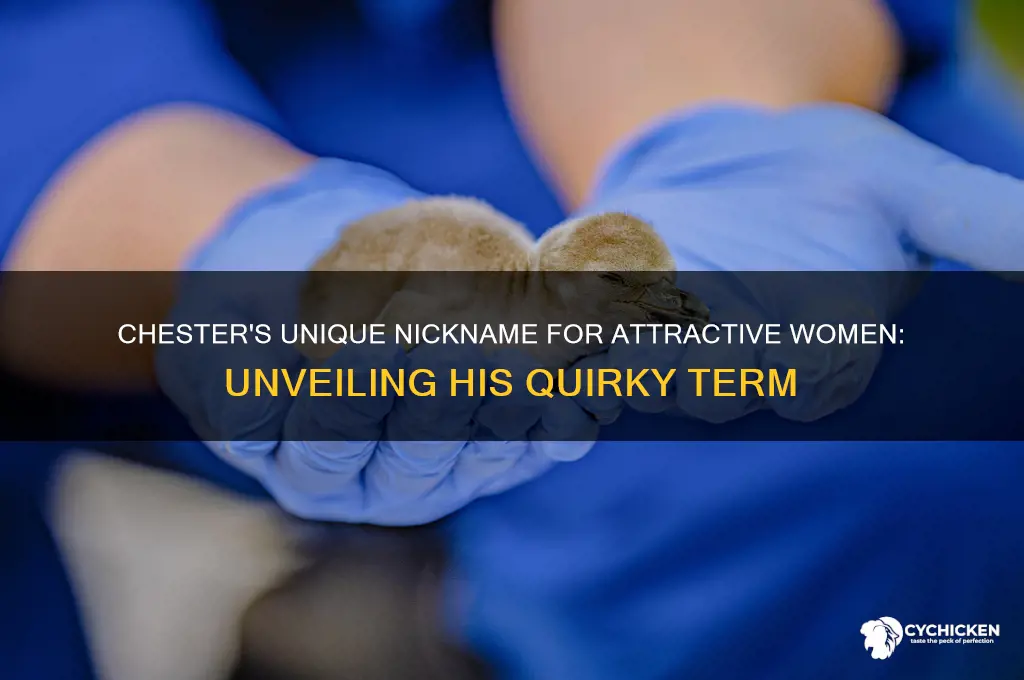 what does chester call the hot chicks