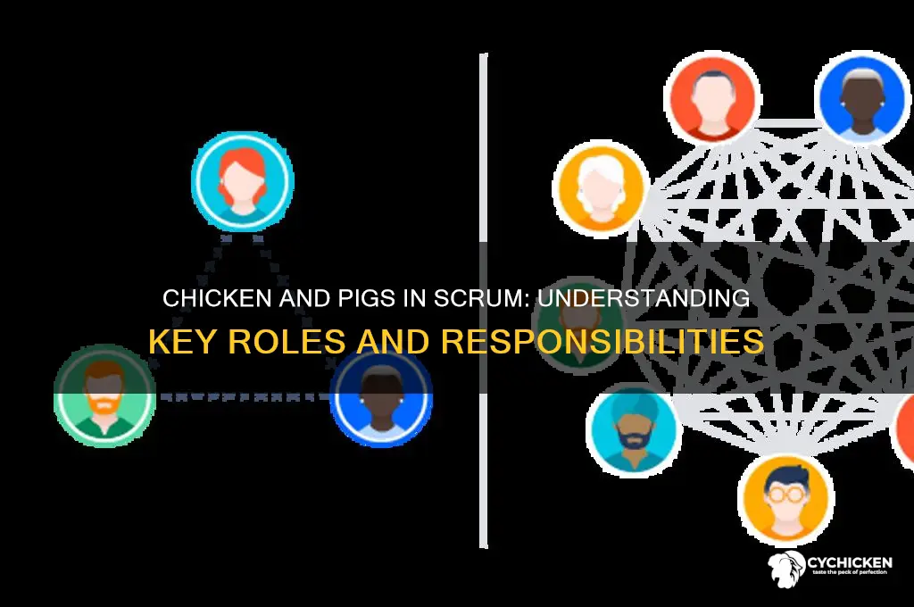 what does chicken and pigs signify in scrum