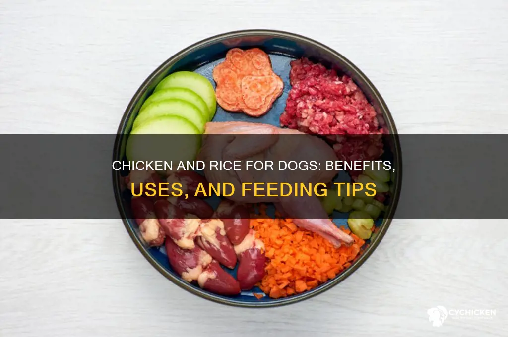 what does chicken and rice do for dogs