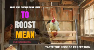 Understanding the Proverb: What Does 'Chicken Come Home to Roost' Mean?